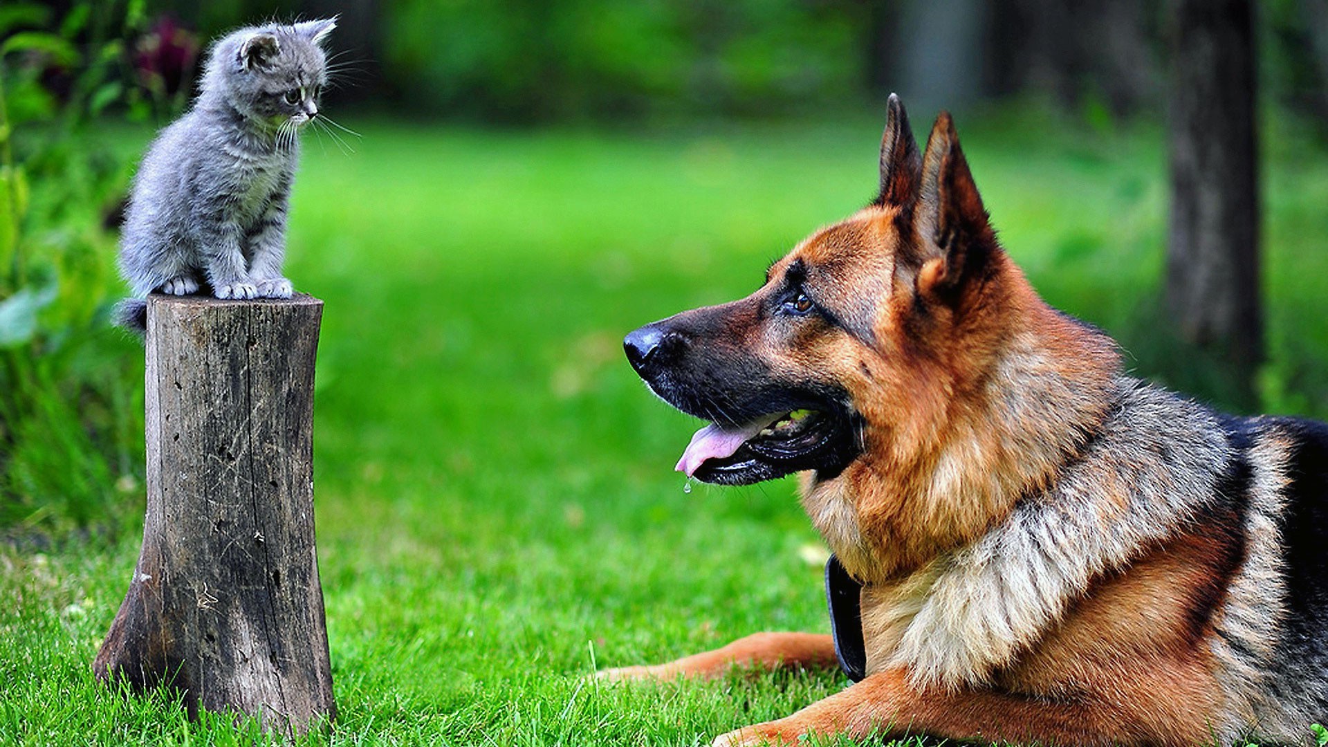 German Shepherds and Cats