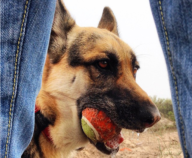 German Shepherds and Destructive Chewing