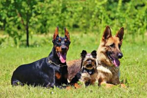 german shepherd training other dogs
