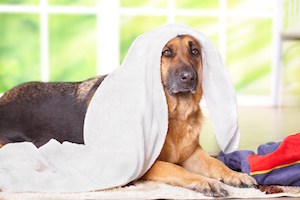 how to get rid of fleas on my dog
