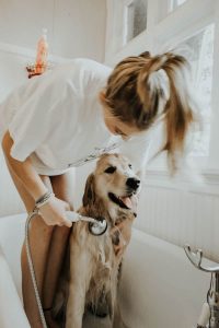 tips to shampooing your long haired dog