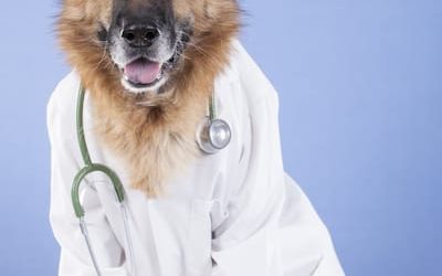 Can Dogs Get Diabetes and How To Treat It