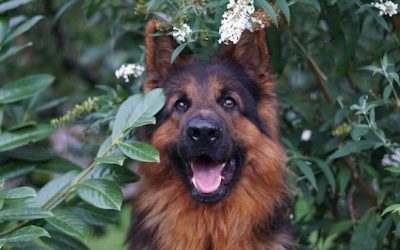 What is A Double-Coated Dog?