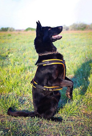 which dog treats are best for german shepherds